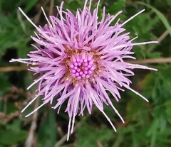 Cirsium arvense