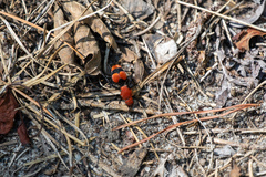 Dasymutilla occidentalis