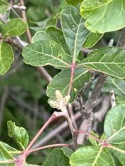 Rhus aromatica