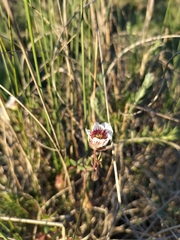 Roepera sessilifolia