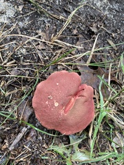 Hortiboletus rubellus