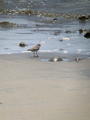 Charadrius semipalmatus