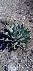 Agave potatorum