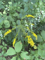 Solidago ulmifolia