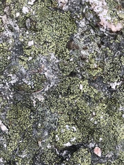 Rhizocarpon