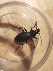 Carabus problematicus