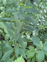 Solidago ulmifolia