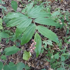 Maianthemum racemosum