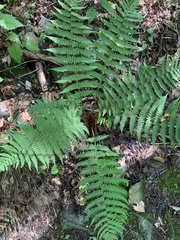 Dryopteris marginalis