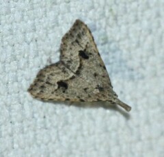 Trigonistis asthenopa