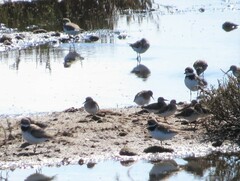 Charadrius semipalmatus