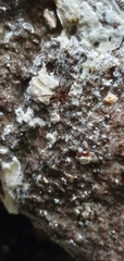 Lepthyphantes