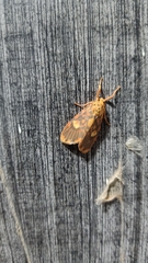 Ammatho cuneonotatus