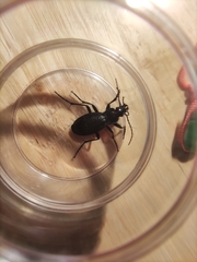 Carabus problematicus