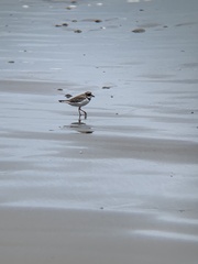 Charadrius semipalmatus