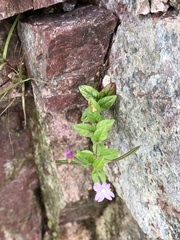 Epilobium ciliatum