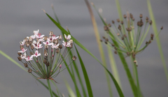 Butomus umbellatus