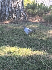 Columba livia domestica
