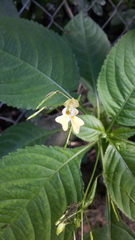 Impatiens parviflora