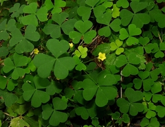 Oxalis stricta