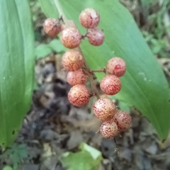 Maianthemum racemosum