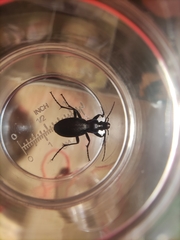 Carabus problematicus