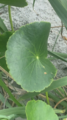 Hydrocotyle bonariensis