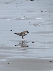 Charadrius semipalmatus