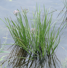 Butomus umbellatus