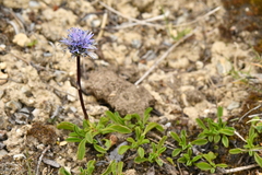 Globularia cordifolia