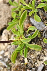 Globularia cordifolia