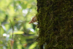 Apatura ilia