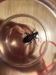 Carabus problematicus