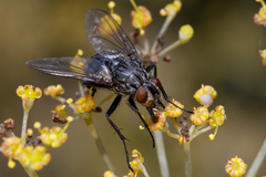 Oestroidea