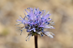 Globularia cordifolia