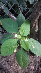 Impatiens parviflora