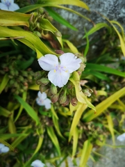 Tradescantia