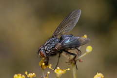 Oestroidea