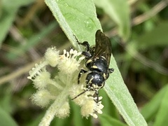 Myzinum obscurum