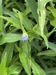 Commelina erecta
