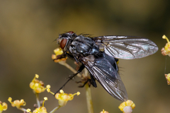 Oestroidea