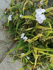 Tradescantia