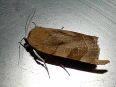 Noctua fimbriata