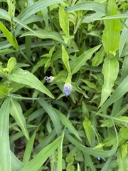 Commelina erecta