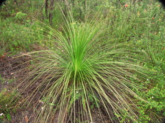 Xanthorrhoea media