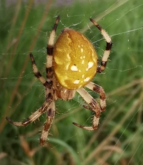 Araneus quadratus