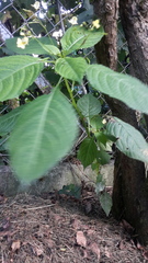Impatiens parviflora