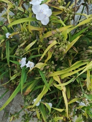 Tradescantia