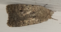 Caradrina clavipalpis