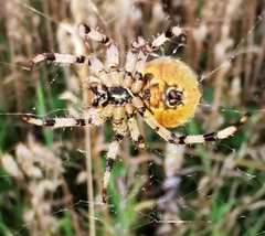 Araneus quadratus